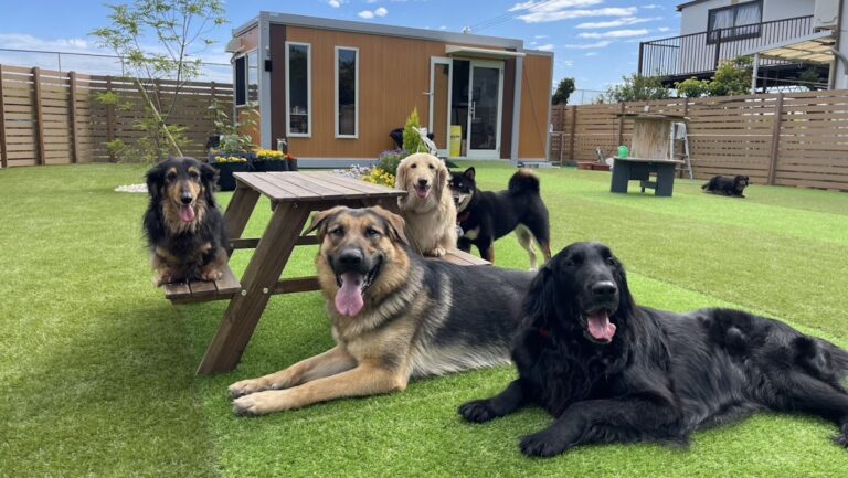 Sunny Dog School
